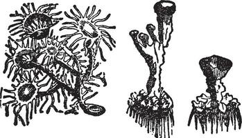 Lichens vintage illustration. vector