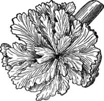 Wood Rose vintage illustration. vector