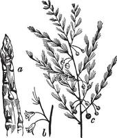 Asparagus vintage illustration. vector