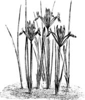 Iris Reticulata vintage illustration. vector
