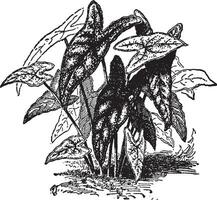 Belleymeii Variety of Caladium Picturatum vintage illustration. vector
