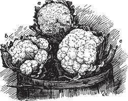Cauliflower Heads vintage illustration. vector