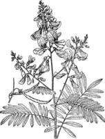 Tephrosia Macrantha vintage illustration. vector