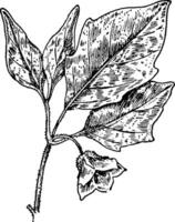 Virginia Ground Cherry vintage illustration. vector