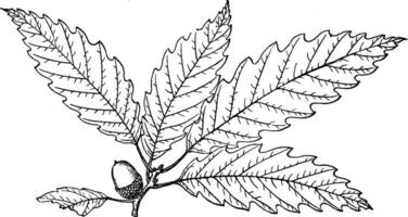 Branch of Quercus Acuminata vintage illustration. vector