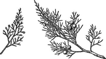 Branch of Rocky Mountain Juniper vintage illustration. vector