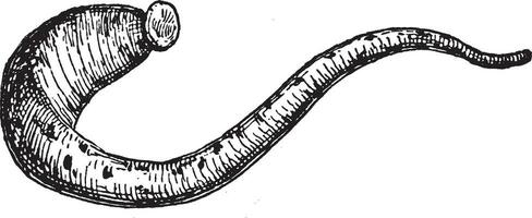 Medicinal Leech, vintage illustration. vector