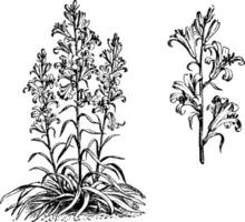 Habit and Detached Portion of Raceme of Lilium Roseum vintage illustration. vector