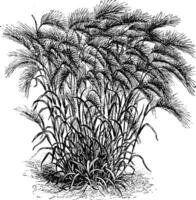 Virginia Cut Grass vintage illustration. vector