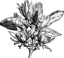 Flowering Branch of Calycanthus Levigatus vintage illustration. vector