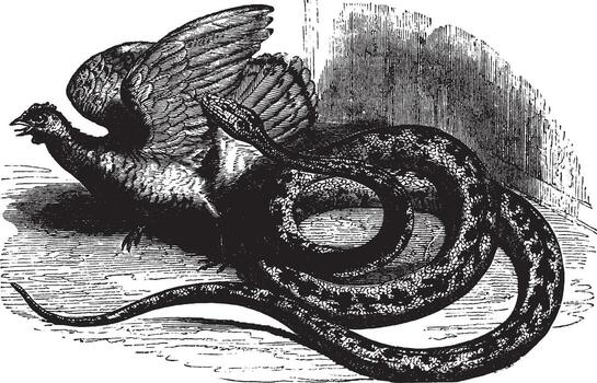 Python, vintage illustration. vector