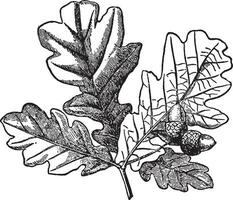 Oak Tree Leaf vintage illustration. vector