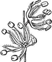 Male Oak Flowers vintage illustration. vector