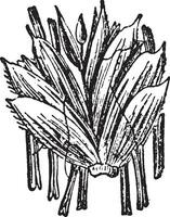 ilustración vintage de poaceae. vector