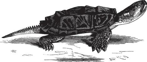 Snapping turtle, vintage illustration. vector