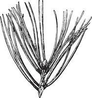 Pine Needle vintage illustration. vector