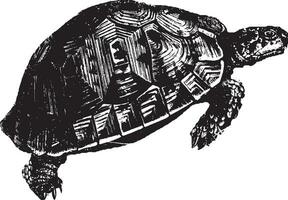 Tortoise, vintage illustration. vector