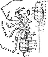 thelyphonus, ilustración vintage. vector