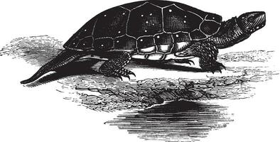 Spotted tortoise, vintage illustration. vector