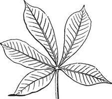 Palmate Leaf vintage illustration. vector