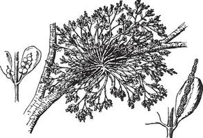 American Mistletoe vintage illustration. vector