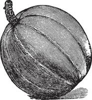 Pumpkin vintage illustration. vector
