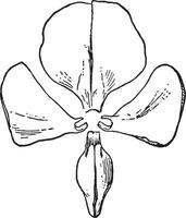 cigomorfo Clásico ilustración. vector