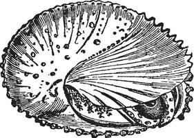 Mollusca, vintage illustration. vector