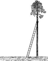 Ladder Leaning Against a Tree vintage illustration. vector