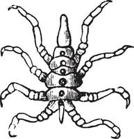 Sea Spider, vintage illustration. vector