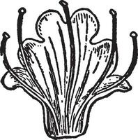 ilustración vintage bugloss de víbora. vector