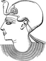Pharaoh Profile, vintage illustration. vector