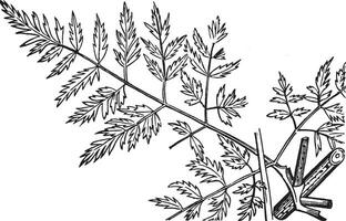 Poison Hemlock vintage illustration. vector