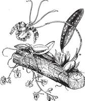orquídea raíz Clásico ilustración. vector