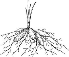 Tuberous Root vintage illustration. vector