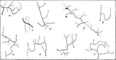 arroyuelo ramificaciones Clásico ilustración vector