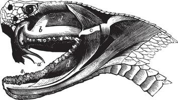 Cross section of a viper head, vintage illustration. vector