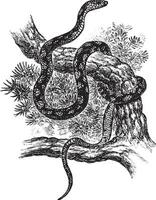 Pine Snake, vintage illustration. vector