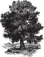 Oak Tree vintage illustration. vector