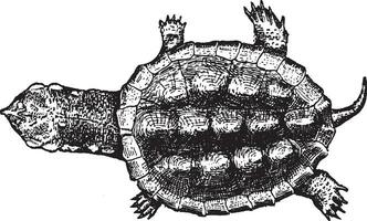 Turtle, vintage illustration. vector