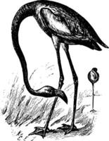 American Flamingo vintage illustration vector