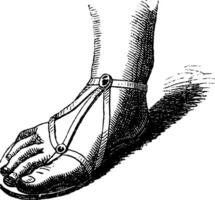 Roman sandal vintage illustration. vector