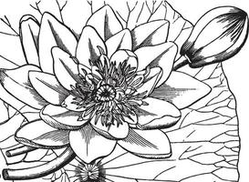 Water-lily vintage illustration. vector