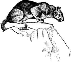 Puma vintage illustration vector