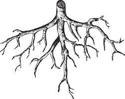Root vintage illustration. vector