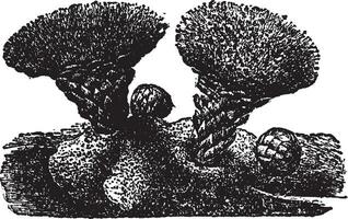 Scybalium Fungiforme vintage illustration. vector