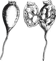 semillas Clásico ilustración. vector