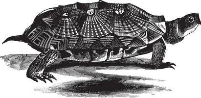 madera tortuga de agua dulce, Clásico ilustración. vector