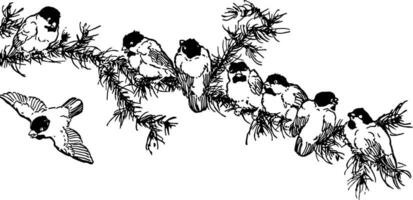 8 Birds On A Tree Branch vintage illustration. vector