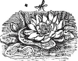 Water Lily vintage illustration. vector